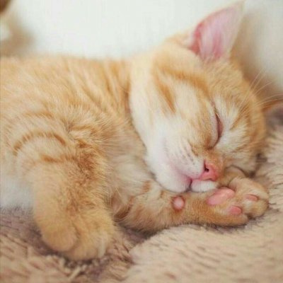 情侣头像萌猫超甜图片合集 高质量可爱情侣双人动物情头