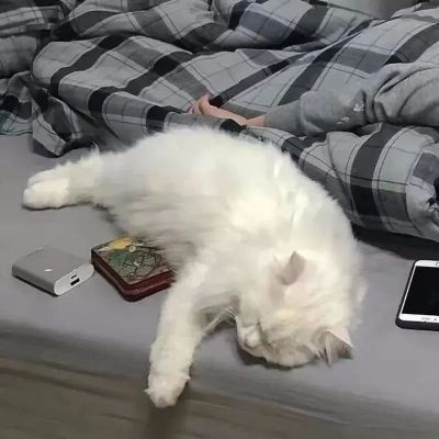 情侣头像萌猫超甜图片合集 高质量可爱情侣双人动物情头