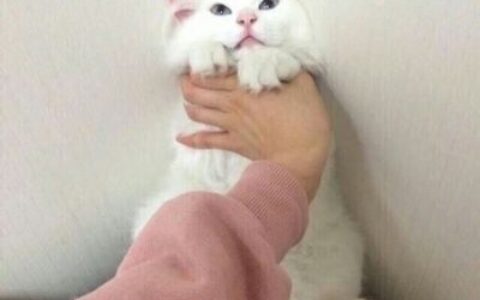 按墙上的可爱猫咪情头图片