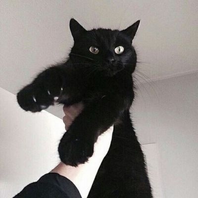按墙上的可爱猫咪情头图片
