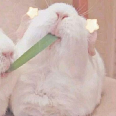 高清可爱的动物情头搞笑一对两张图片 情头动物可爱