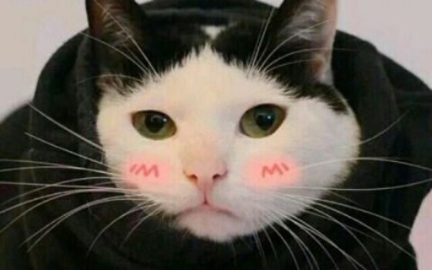 高清可爱的萌猫咪情侣头像一对两张图片