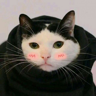高清可爱的萌猫咪情侣头像一对两张图片