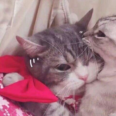 高清可爱的萌猫咪情侣头像一对两张图片