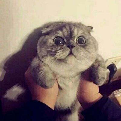 高清可爱的萌猫咪情侣头像一对两张图片