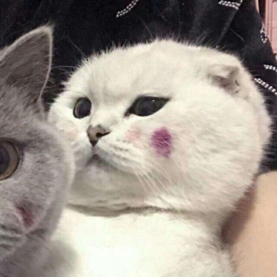 高清可爱的萌猫咪情侣头像一对两张图片