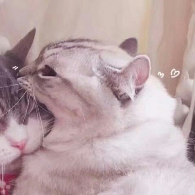 高清可爱的萌猫咪情侣头像一对两张图片