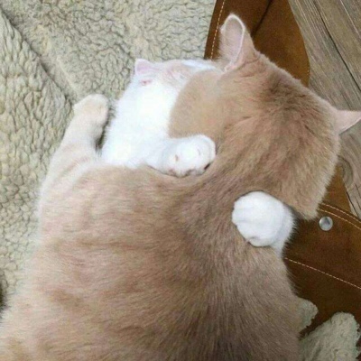 高清可爱的萌猫咪情侣头像一对两张图片