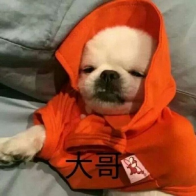高清超萌的动物情头可爱一对两张图片 可爱情头动物