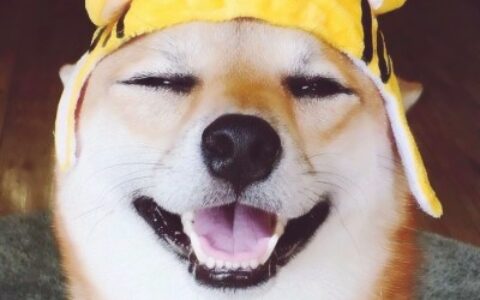 高清超萌可爱的一猫一狗情头图片 一只猫一只狗情侣头像