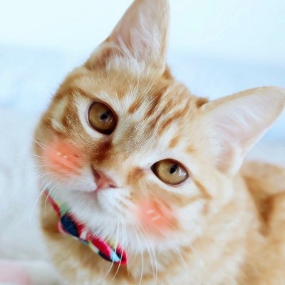 高清超萌可爱的一猫一狗情头图片 一只猫一只狗情侣头像
