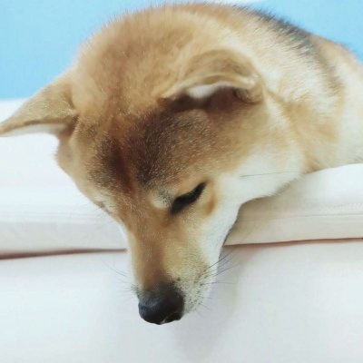高清超萌可爱的一猫一狗情头图片 一只猫一只狗情侣头像