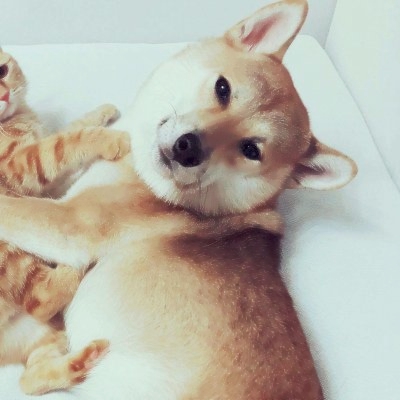 高清超萌可爱的一猫一狗情头图片 一只猫一只狗情侣头像