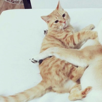 高清超萌可爱的一猫一狗情头图片 一只猫一只狗情侣头像