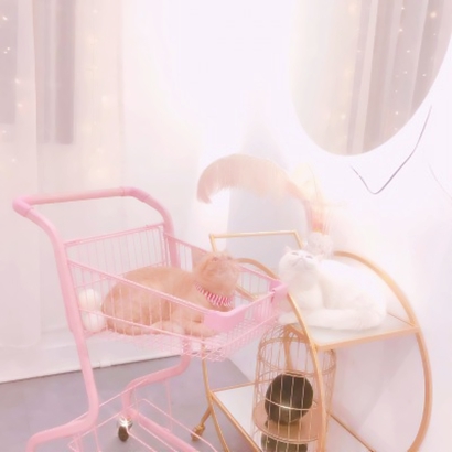 超萌可爱的情侣头像超清猫图片 猫情侣头像一对两张