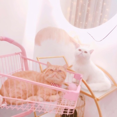 超萌可爱的情侣头像超清猫图片 猫情侣头像一对两张