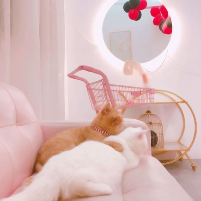 超萌可爱的情侣头像超清猫图片 猫情侣头像一对两张