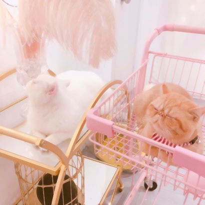 超萌可爱的情侣头像超清猫图片 猫情侣头像一对两张