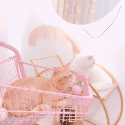 超萌可爱的情侣头像超清猫图片 猫情侣头像一对两张