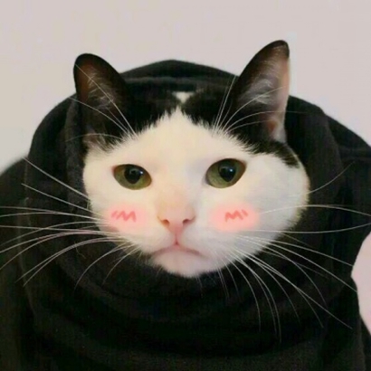 三组高清可爱的猫猫情头图片 猫咪情头高清