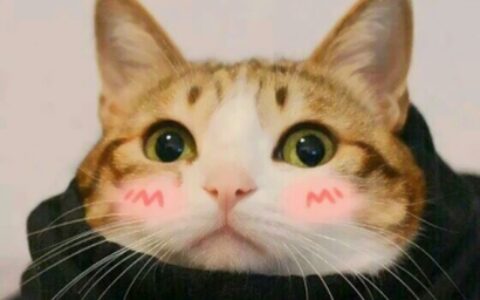 三组高清可爱的猫猫情头图片 猫咪情头高清