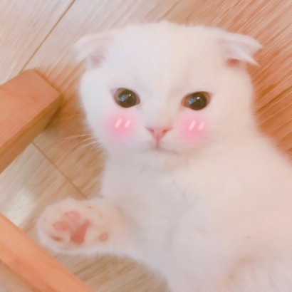 三组高清可爱的猫猫情头图片 猫咪情头高清