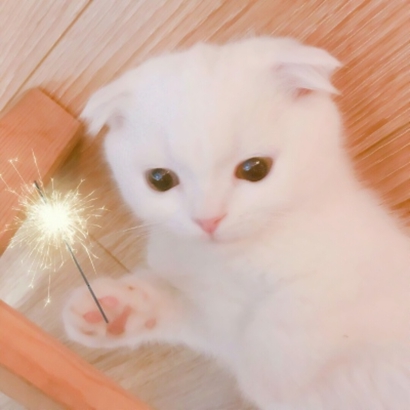 三组高清可爱的猫猫情头图片 猫咪情头高清