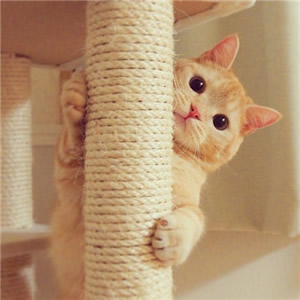 高清超萌的动物情侣头像猫狗一对两张 情侣头像猫狗可爱卖萌