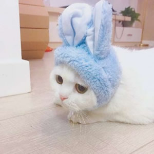 高清可爱的猫咪情侣头像不带人图片 猫系情侣头像一左一右