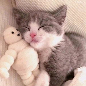 高清可爱的猫咪情侣头像不带人图片 猫系情侣头像一左一右