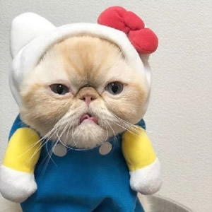 高清可爱的猫咪情侣头像不带人图片 猫系情侣头像一左一右