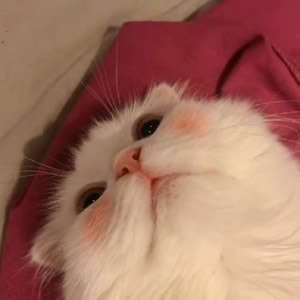 高清可爱的猫咪情侣头像不带人图片 猫系情侣头像一左一右