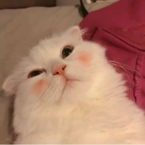 高清可爱的猫咪情侣头像不带人图片 猫系情侣头像一左一右