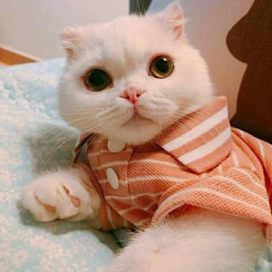 高清可爱的猫咪情侣头像不带人图片 猫系情侣头像一左一右