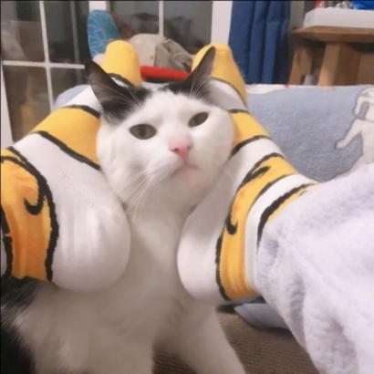 高清可爱的宠物情侣头像左右两张图片 超萌宠物情侣头像