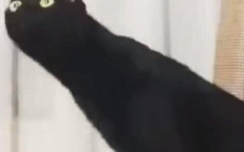 超萌可爱的猫2个情侣头像一左一右图片 情侣头像猫咪一左一右