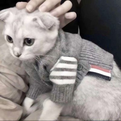 高清超萌的可爱猫咪情侣头像两张两只 两只猫咪图片情侣头像
