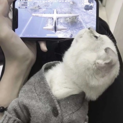 高清超萌的可爱猫咪情侣头像两张两只 两只猫咪图片情侣头像