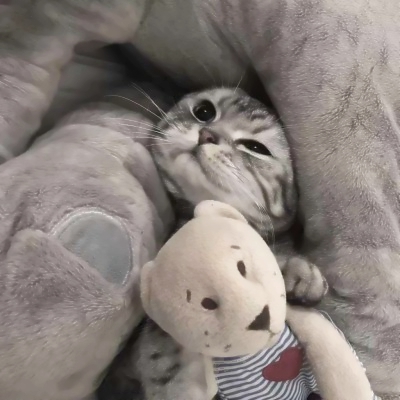 高清超萌的可爱猫咪情侣头像两张两只 两只猫咪图片情侣头像