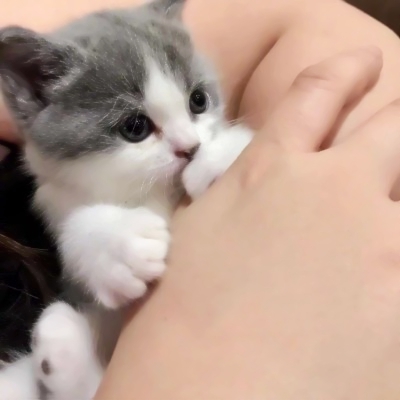 高清超萌的可爱猫咪情侣头像两张两只 两只猫咪图片情侣头像