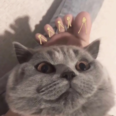高清超萌的可爱猫咪情侣头像两张两只 两只猫咪图片情侣头像