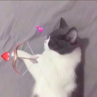 高清超萌的可爱猫咪情侣头像两张两只 两只猫咪图片情侣头像