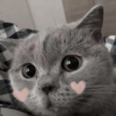 高清超萌的可爱猫咪情侣头像两张两只 两只猫咪图片情侣头像