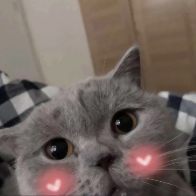 高清超萌的可爱猫咪情侣头像两张两只 两只猫咪图片情侣头像