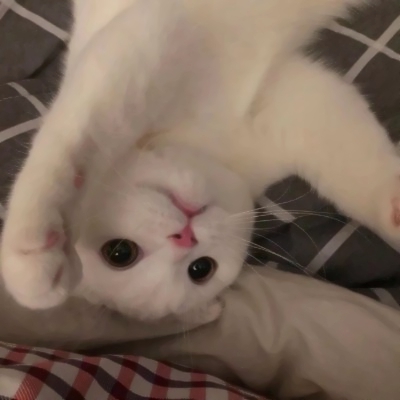 高清超萌的可爱猫咪情侣头像两张两只 两只猫咪图片情侣头像