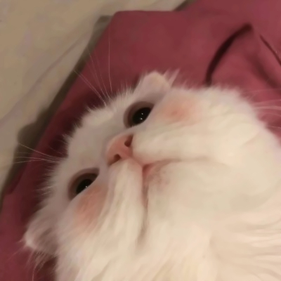 高清超萌的可爱猫咪情侣头像两张两只 两只猫咪图片情侣头像