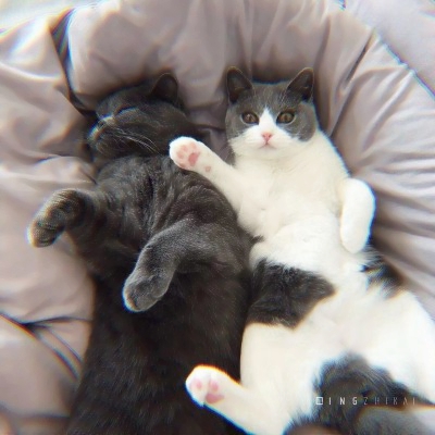 高清可爱的猫2个情侣头像一左一右图片 猫咪情头可爱