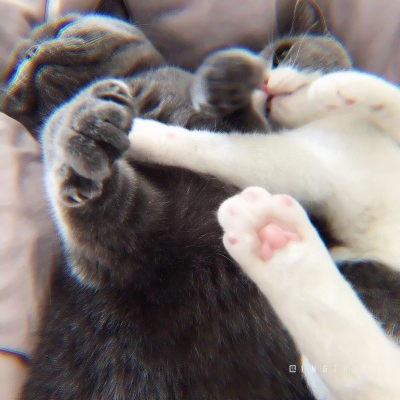 高清可爱的猫2个情侣头像一左一右图片 猫咪情头可爱