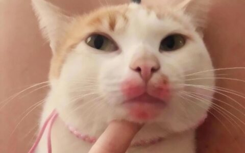 高清可爱的猫2个情侣头像一左一右图片 猫咪情头可爱