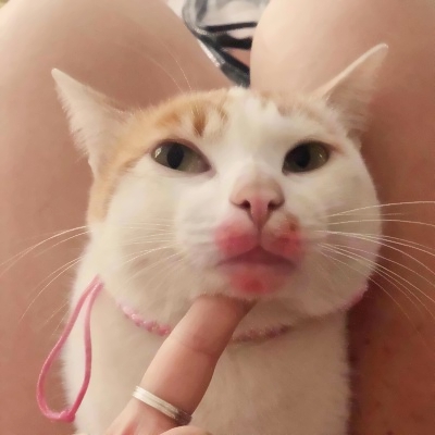 高清可爱的猫2个情侣头像一左一右图片 猫咪情头可爱